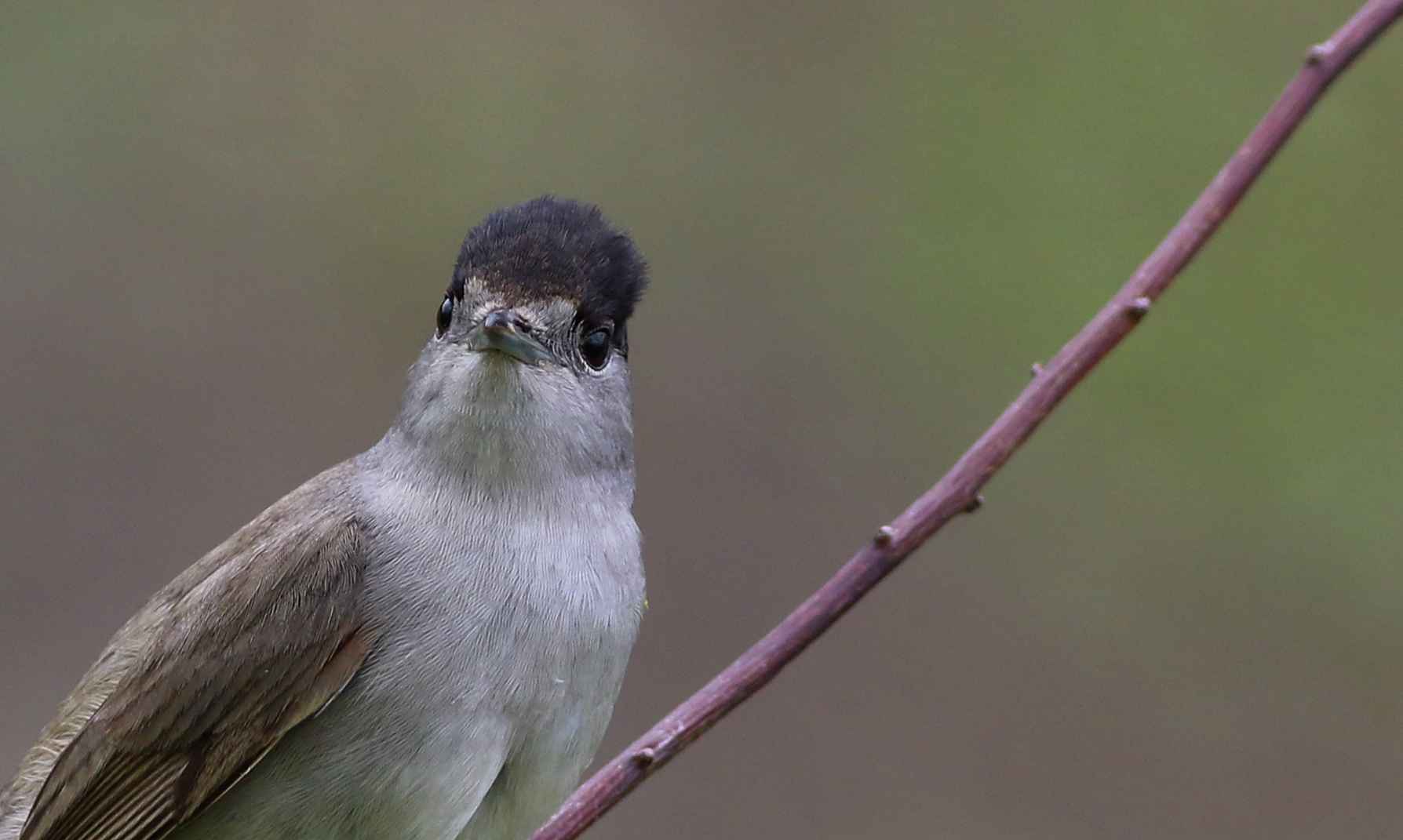 Eurasian Blackcap